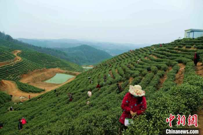 采茶工穿梭在茶林间采摘春茶 盛鹏 摄